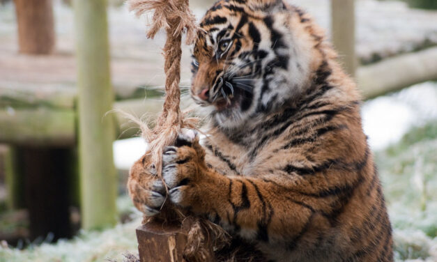 ನಾವೇ ಭೂಮಿಯ ವಾರಸುದಾರರೇ?: ಚಂದ್ರಮತಿ ಸೋಂದಾ ಸರಣಿ