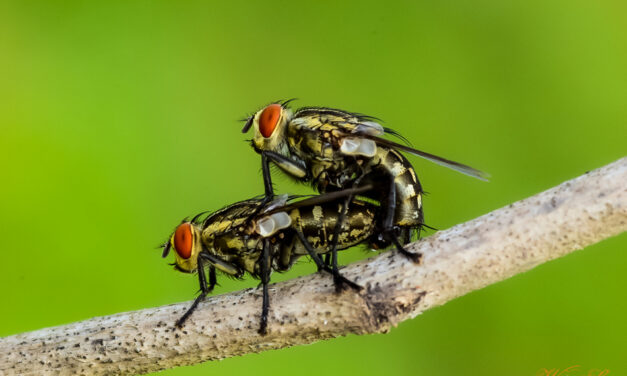 ಶಿದ್ದಲಿಂಗೇಶ್‌ ಮತ್ತೂರ್ ತೆಗೆದ ಈ ದಿನದ ಫೋಟೋ