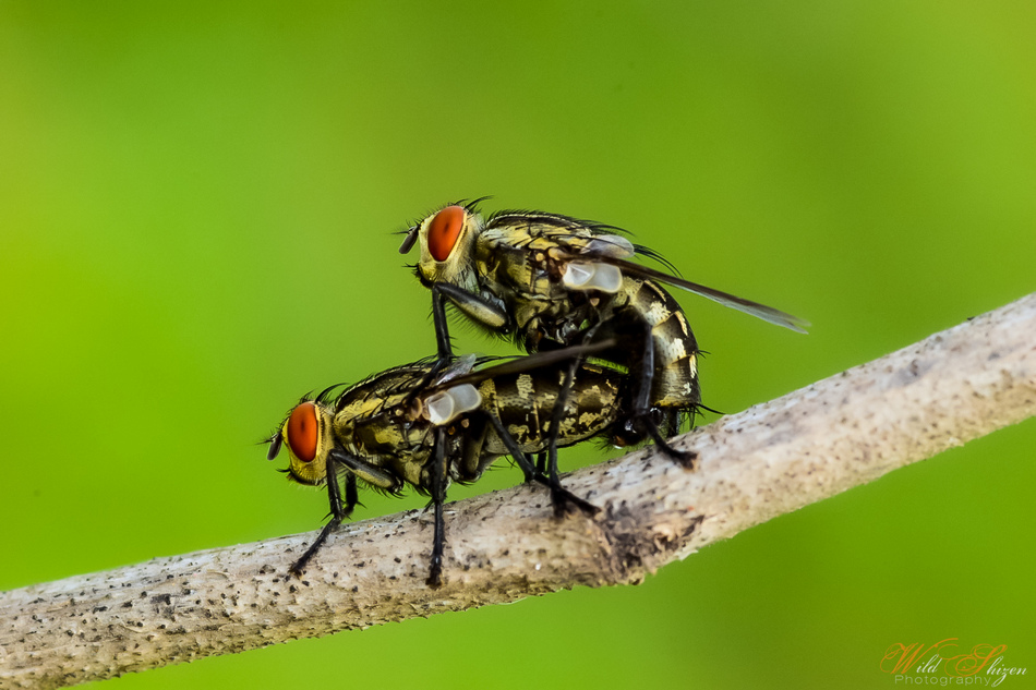 ಶಿದ್ದಲಿಂಗೇಶ್‌ ಮತ್ತೂರ್ ತೆಗೆದ ಈ ದಿನದ ಫೋಟೋ