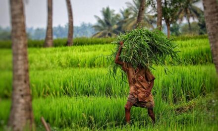 ಕೃಷಿಯೆಂದರೆ ಸುಲಿದ ಬಾಳೆಯೇ?: ಗುರುಪ್ರಸಾದ್‌ ಕುರ್ತಕೋಟಿ ಅಂಕಣ