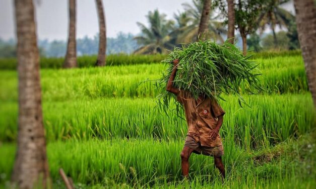 ಕೃಷಿಯೆಂದರೆ ಸುಲಿದ ಬಾಳೆಯೇ?: ಗುರುಪ್ರಸಾದ್‌ ಕುರ್ತಕೋಟಿ ಅಂಕಣ