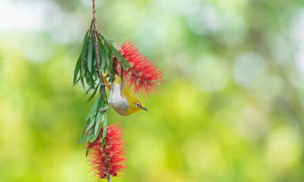 ಕೃಷ್ಣ ದೇವಾಂಗಮಠ ತೆಗೆದ ಈ ದಿನದ ಫೋಟೋ