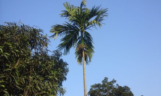 ನೋಡಿ ಕಲಿ…: ಗುರುಪ್ರಸಾದ್‌ ಕುರ್ತಕೋಟಿ ಅಂಕಣ