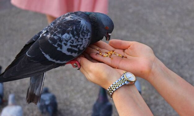 ನೀ ನನಗಿದ್ದರೆ ನಾ ನಿನಗೆ: ಚಂದ್ರಮತಿ ಸೋಂದಾ ಸರಣಿ