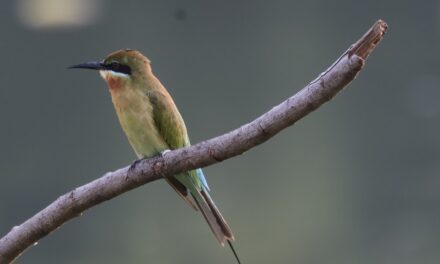 ನರೇಂದ್ರ ಅ ಭಟ್ ತೆಗೆದ ಈ ದಿನದ ಫೋಟೋ