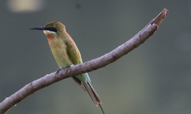 ನರೇಂದ್ರ ಅ ಭಟ್ ತೆಗೆದ ಈ ದಿನದ ಫೋಟೋ
