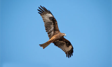ಶಿದ್ದಲಿಂಗೇಶ್‌ ಮತ್ತೂರ್ ತೆಗೆದ ಈ ದಿನದ ಫೋಟೋ