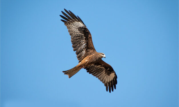 ಶಿದ್ದಲಿಂಗೇಶ್‌ ಮತ್ತೂರ್ ತೆಗೆದ ಈ ದಿನದ ಫೋಟೋ