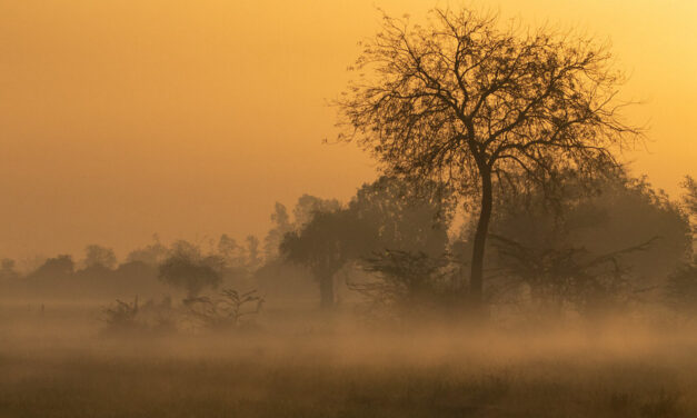 ಮಾಗಿ ಮಾವ ಬಂದ ಮಂಜು ಗಿಂಜು ತಂದ: ಚಂದ್ರಮತಿ ಸೋಂದಾ ಸರಣಿ