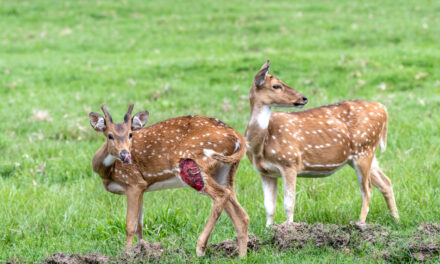 ಕೃಷ್ಣ ದೇವಾಂಗಮಠ ತೆಗೆದ ಈ ದಿನದ ಫೋಟೋ