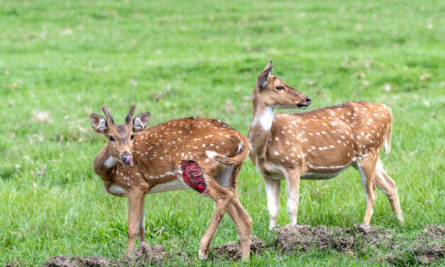 ಕೃಷ್ಣ ದೇವಾಂಗಮಠ ತೆಗೆದ ಈ ದಿನದ ಫೋಟೋ