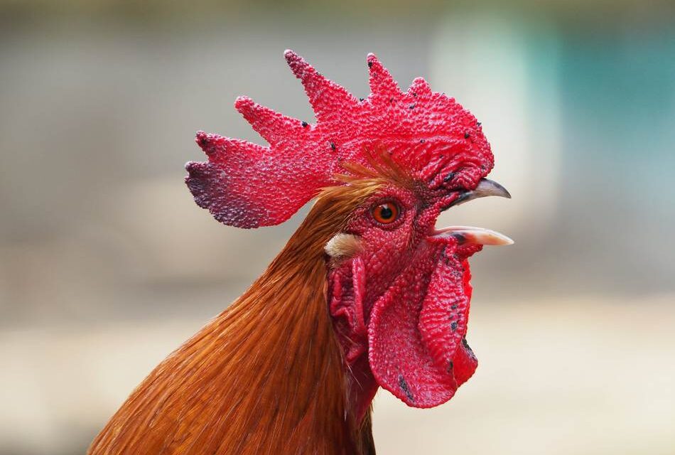 ಕೊಕ್….ಕೊಕ್ಕ್… ಕುಕ್ಕುಟಾಯಣ: ವಸಂತಕುಮಾರ್ ಕಲ್ಯಾಣಿ ಪ್ರಬಂಧ