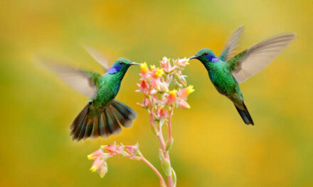 ನಾವೂನೂ ಹಕ್ಕಿಗಳಾಗೋಣ ಬಾರಾ: ಮಹಾಲಕ್ಷ್ಮೀ ಕೆ. ಎನ್. ಬರಹ