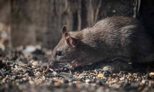 ಜೈಲ್‌ನಿಂದ ಹೊರಬಂದ ಇಲಿ: ಕೆ.‌ ಸತ್ಯನಾರಾಯಣ ಸರಣಿ