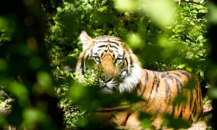 ಹೆಬ್ಬುಲಿಯೊಂದು ಡಮಾರ್!!: ಸುಧಾ ಆಡುಕಳ ಅಂಕಣ