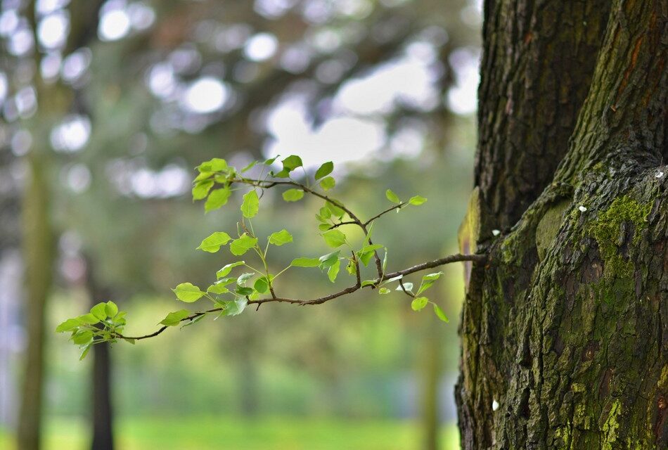 ನಮ್ಮನ್ನು ನಾವು ತಿದ್ದಿಕೊಳ್ಳುವುದೇ ಹೊಸತನ: ಕೀರ್ತನ ಎಂ. ಬರಹ