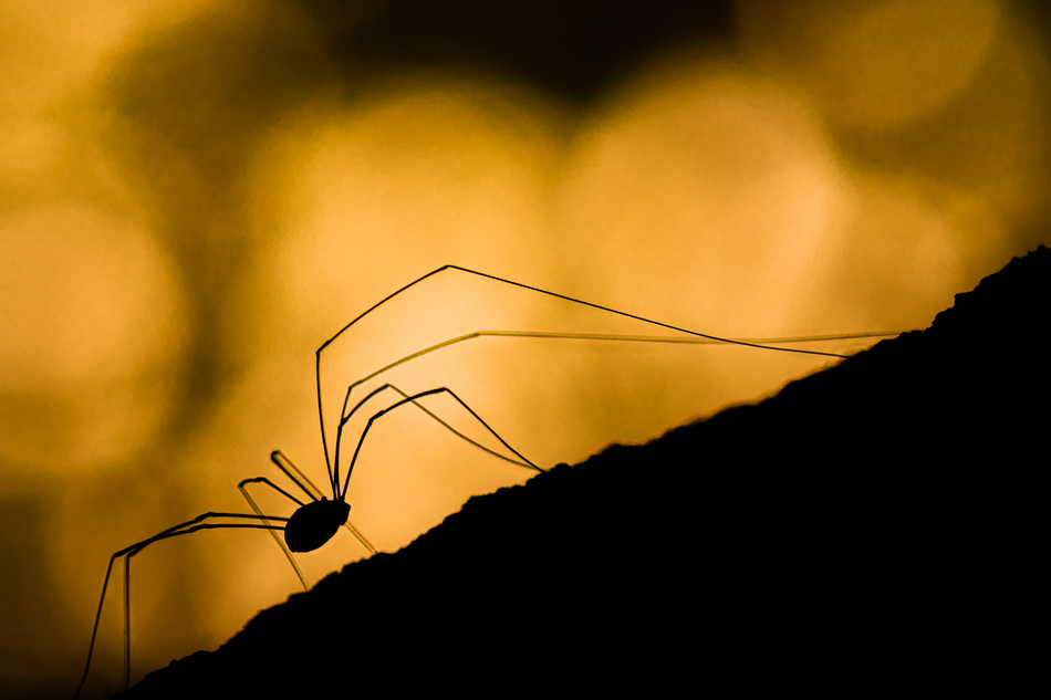 ಕೃಷ್ಣ ದೇವಾಂಗಮಠ ತೆಗೆದ ಈ ದಿನದ ಫೋಟೋ