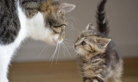 ಬೆಕ್ಕಾಯಣ…. ರಾಮಾಯಣ…: ವೇದ ಭದ್ರಾವತಿ ಬರಹ