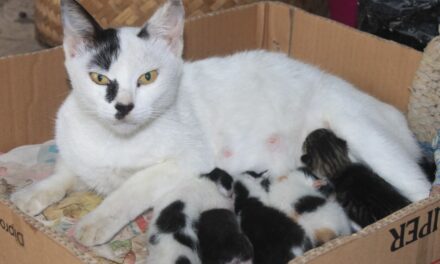 ಪ್ರೀತಿಯೆಂಬ ಭಾವ ಮಾತ್ರ ಸ್ಥಾಯಿಯಾಗಲಿ…: ಆಶಾ ಜಗದೀಶ್ ಅಂಕಣ