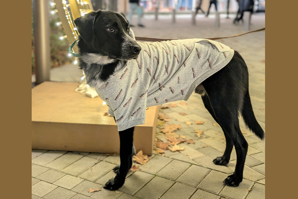 ಕೂರಾಪುರಾಣ ೧೧: ಅವನಿದ್ದರೆ ಮನೆ ತುಂಬಿದಂತೆ, ಮನಸ್ಸು ಅರಳಿದಂತೆ…