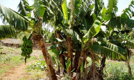 “ಎತ್ತಿನ ಜ್ವರಕ್ಕೆ ಎಮ್ಮೆಗೆ ಬರೆ -ನೆನಪಿನ ಬಾಳೆ”: ಪೂರ್ಣೇಶ್‌ ಮತ್ತಾವರ ಸರಣಿ