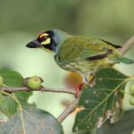 ಹಿಮಾಲಯದಲ್ಲಿ ಹಕ್ಕಿಗಳ ಚಿಲಿಪಿಲಿ: ಡಾ. ಖಂಡಿಗೆ ಮಹಾಲಿಂಗ ಭಟ್ ಅನುವಾದಿತ ರಸ್ಕಿನ್‌ ಬಾಂಡ್‌ ಬರಹ