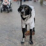 ಕೂರಾಪುರಾಣ ೧೨: ಹಿಡಿ ಪ್ರೀತಿಗೆ ಹಂಬಲಿಸುತ್ತ, ಹೃದಯ ಕರಗುವಷ್ಟು ಪ್ರೀತಿಸುತ್ತ..