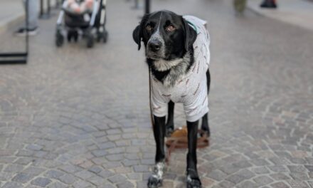 ಕೂರಾಪುರಾಣ ೧೨: ಹಿಡಿ ಪ್ರೀತಿಗೆ ಹಂಬಲಿಸುತ್ತ, ಹೃದಯ ಕರಗುವಷ್ಟು ಪ್ರೀತಿಸುತ್ತ..