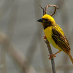 ಡಾ ವಿಶ್ವನಾಥ ಏ ಎಸ್ ತೆಗೆದ ಈ ದಿನದ ಚಿತ್ರ