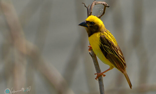 ಡಾ ವಿಶ್ವನಾಥ ಏ ಎಸ್ ತೆಗೆದ ಈ ದಿನದ ಚಿತ್ರ