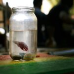 ಹೊಟ್ಟೆಬಾಕ ಗಂಡುಮೀನು…: ಮಯೂರ ಬಿ ಮಸೂತಿ ಬರಹ