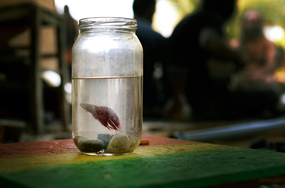 ಹೊಟ್ಟೆಬಾಕ ಗಂಡುಮೀನು…: ಮಯೂರ ಬಿ ಮಸೂತಿ ಬರಹ