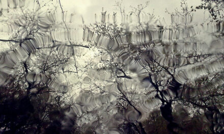 ವಿಶಾಲ್ ಮ್ಯಾಸರ ಬರೆದ ಈ ದಿನದ ಕವಿತೆ