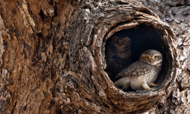 ಕೃಷ್ಣ ದೇವಾಂಗಮಠ ತೆಗೆದ ಈ ದಿನದ ಫೋಟೋ