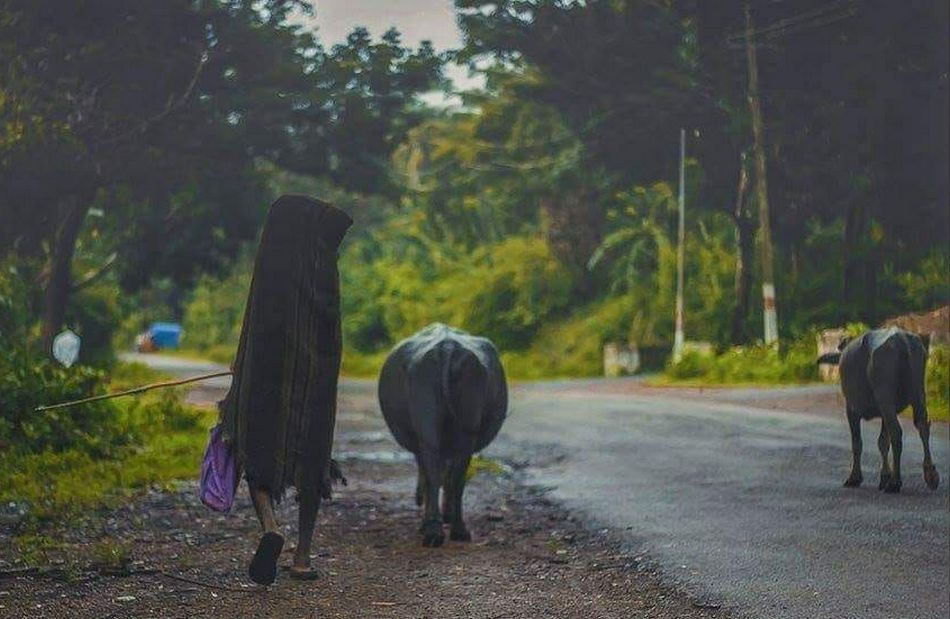 ಮಳೆ ತಂದ ನೆನಪಿನ ಚಿತ್ರಮಾಲೆ!!: ಭವ್ಯ ಟಿ.ಎಸ್. ಸರಣಿ