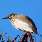 ನರೆಂದ್ರ ಅ ಭಟ್ ತೆಗೆದ ಈ ದಿನದ ಫೋಟೋ