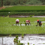 ಮಲೆನಾಡಿನ ಗದ್ದೆಗಳಲ್ಲಿ ನೆಟ್ಟಿ ಸಂಭ್ರಮ: ಭವ್ಯ ಟಿ. ಎಸ್. ಸರಣಿ