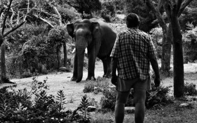 ಕಾಡು, ಪುಸ್ತಕ, ಅಭಿಮಾನ ಹಾಗೂ ಅಂತರ್ಜಾಲ ಸಮುದಾಯಗಳ ಆಹ್ಲಾದಕರ ಲೋಕ: ಎಲ್.ಜಿ.ಮೀರಾ ಅಂಕಣ