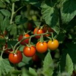 ಬಲ್ಲಿರೇನು ಕಾಡ ಹಣ್ಣುಗಳ ರುಚಿಯ?: ರೂಪಾ ರವೀಂದ್ರ ಜೋಶಿ ಸರಣಿ