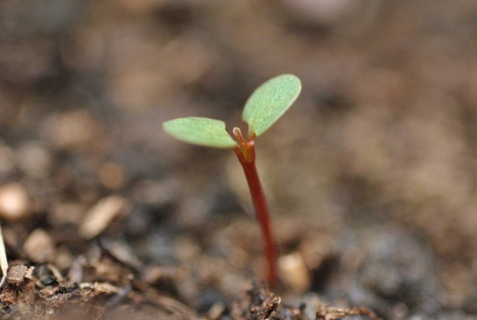 ದೊಡ್ಡ ಜಿಜ್ಞಾಸೆಗಳು, ಸಣ್ಣ ನಿರ್ಧಾರಗಳು: ವಿನತೆ ಶರ್ಮಾ ಅಂಕಣ