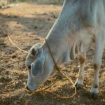 ಗೋಮಾತೆಯ ಸಾಂಗತ್ಯದಲ್ಲಿ ಕಣ್ತೆರೆಯುವ ಬೆಳಗು: ಭವ್ಯ ಟಿ.ಎಸ್. ಸರಣಿ