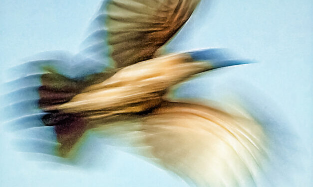 ನಿರಂಜನ ಕೇಶವ ನಾಯಕ ಬರೆದ ಈ ದಿನದ ಕವಿತೆ