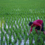 ಭೂಮಿ ಬಯಕೆ ತೀರಿಸುವ ಭೂಮಿ ಹುಣ್ಣಿಮೆ ಹಬ್ಬ: ಭವ್ಯ ಟಿ.ಎಸ್. ಸರಣಿ