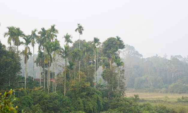 “ಅಡಿಕೆ” ಎಂಬ ಮಲೆನಾಡಿನ ಜೀವನಾಡಿ: ಭವ್ಯ ಟಿ.ಎಸ್. ಸರಣಿ