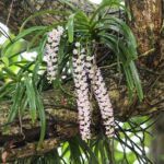 ಸುಂದರ ಕಾಡಿನ ರೋ‌ಚಕ ಕಥೆಗಳು-೨: ರೂಪಾ ರವೀಂದ್ರ ಜೋಷಿ ಸರಣಿ