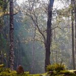 ಸುಂದರ, ಸಮೃದ್ಧ ಕಾಡಿನ ರೋಚಕ ಕಥೆಗಳು: ರೂಪಾ ರವೀಂದ್ರ ಜೋಶಿ ಸರಣಿ