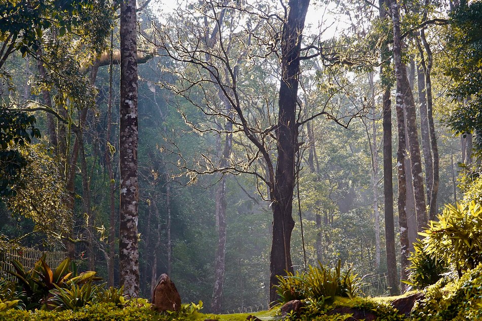 ಸುಂದರ, ಸಮೃದ್ಧ ಕಾಡಿನ ರೋಚಕ ಕಥೆಗಳು: ರೂಪಾ ರವೀಂದ್ರ ಜೋಶಿ ಸರಣಿ