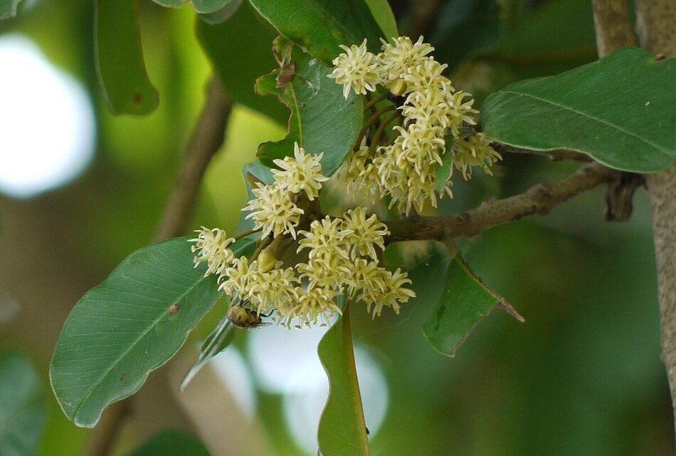 ಸುಂದರ ಕಾಡಿನ ರೋಚಕ ಕಥೆಗಳು ಭಾಗ -೩: ರೂಪಾ ರವೀಂದ್ರ ಜೋಷಿ ಸರಣಿ